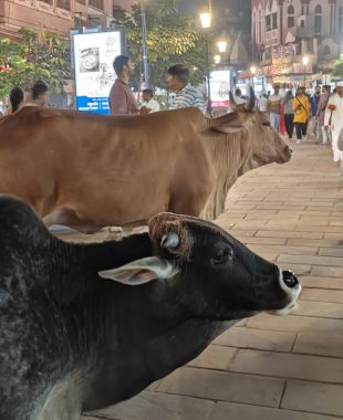 varanasi13